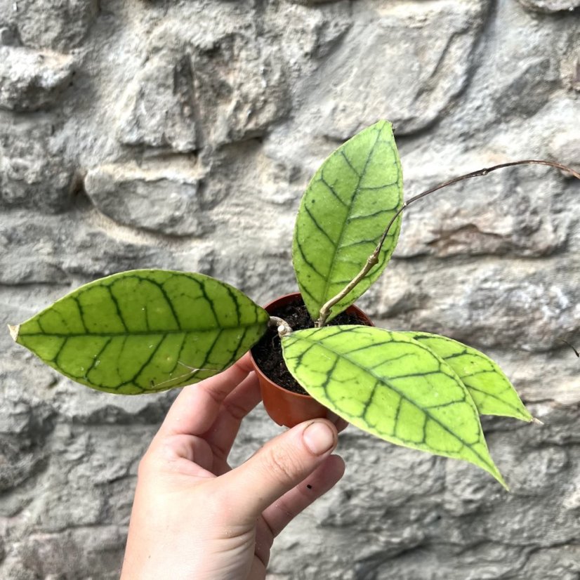 Hoya callistophylla