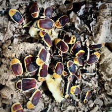 Pachnoda marginata peregrina - Aberrant