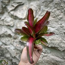 Neoregelia - Iris