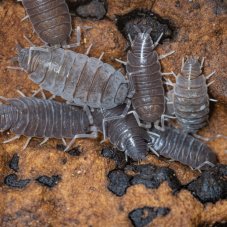 Porcellionides pruinosus