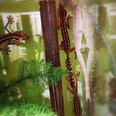 Uroplatus lineatus