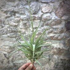 Tillandsia incarnata