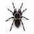 Acanthoscurria geniculata