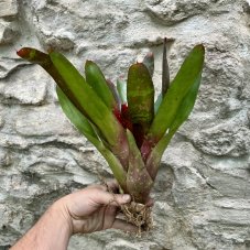 Neoregelia - Red Goodies