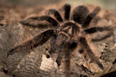 Tliltocatl albopilosus - Nicaragua