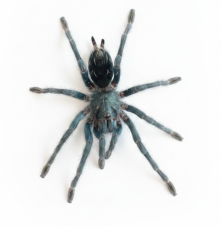 Phormictopus sp. Green