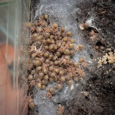 Chilobrachys sp. Kaeng Krachan