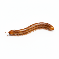 Orthoporus ornatus - Orange