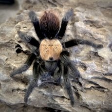Brachypelma albiceps