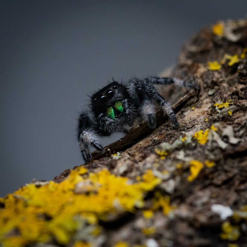 Phidippus regius Everglades