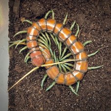 Scolopendra sp. Mint legs