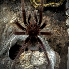 Theraphosa apophysis