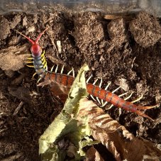 Scolopendra morsitans "Red Head"