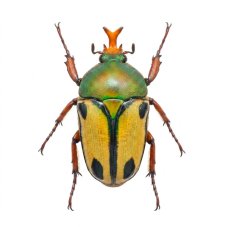 Eudicella trilineata interruptefasciata