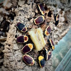 Pachnoda marginata peregrina - Aberrant