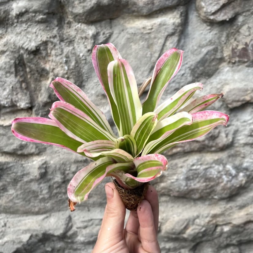 Neoregelia - fireball variegata