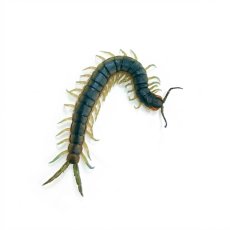 Scolopendra viridis