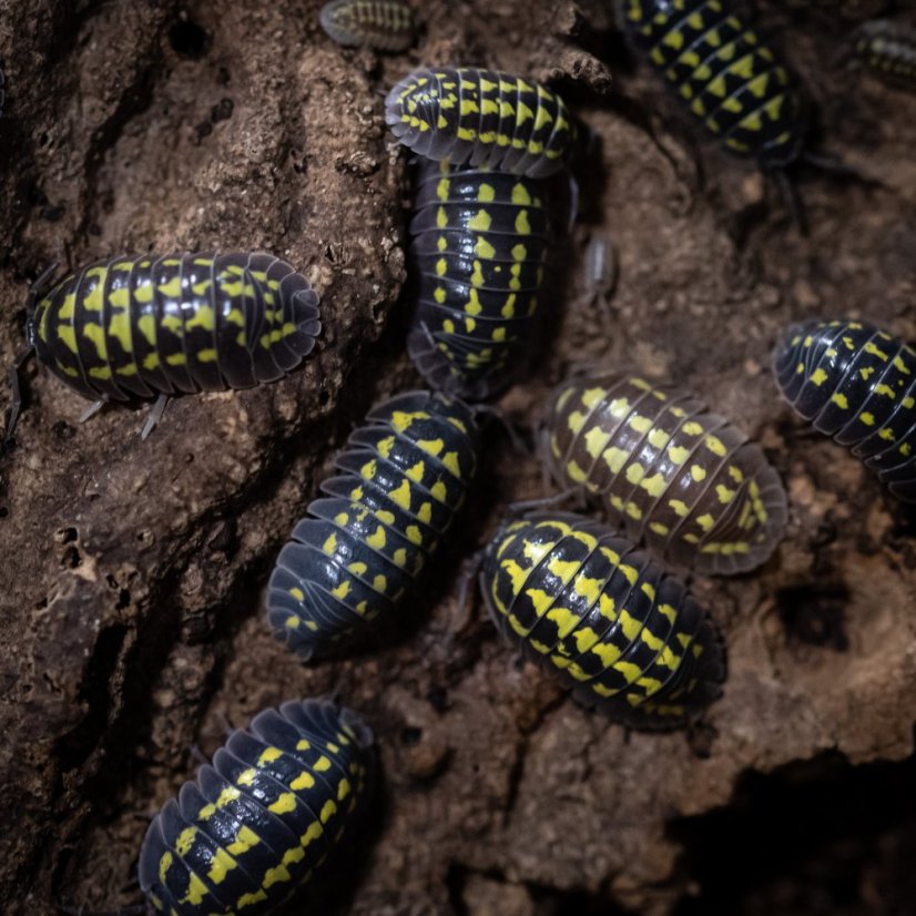 Armadillidium gestroi