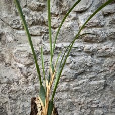 Maxillaria tenuifolia