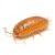 Porcellio laevis - Orange