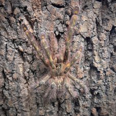Poecilotheria rufilata