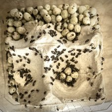 Zrnokaz skvrnitý - Callosobruchus maculatus