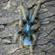 Ornithoctoninae sp. Vietnam Silver