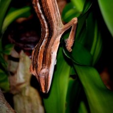 Uroplatus lineatus