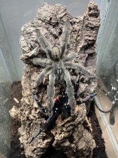 Psalmopoeus irminia