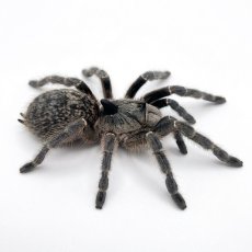 Ceratogyrus darlingi