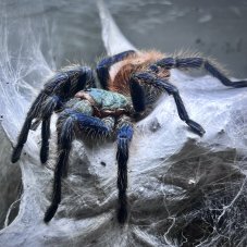 Chromatopelma cyaneopubescens