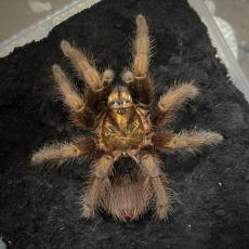 Phormictopus auratus