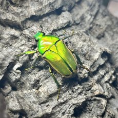 Eudicella aurata