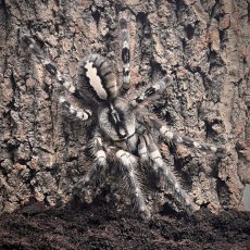 Poecilotheria regalis