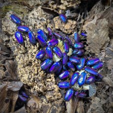 Chlorocala africana oertzeni