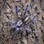 Poecilotheria metallica