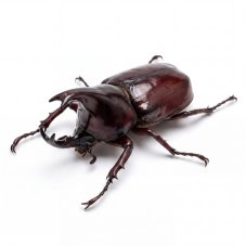 Xylotrupes gideon Sumatrensis