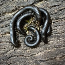 Spirostreptidae sp. Black Madagascar