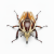 Mecynorhina torquata ugandensis - Brown/Orange