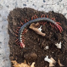 Cormocephalus nitidus