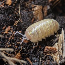 Armadillidium vulgare t+ albino