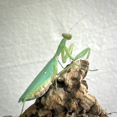 Hierodula transcaucasica