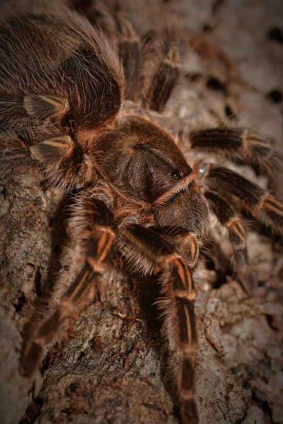 Grammostola pulchripes