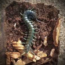 Ethmostigmus trigonopodus Blue