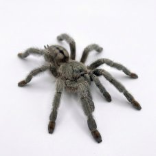 Psalmopoeus cambridgei