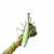 Alalomantis muta