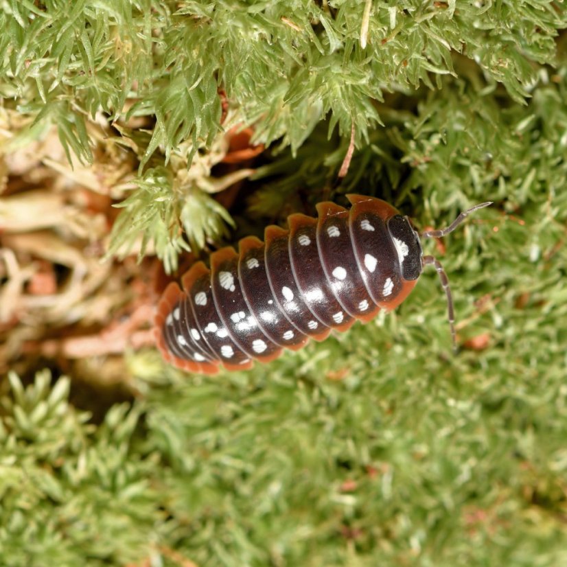 Armadillidium klugii