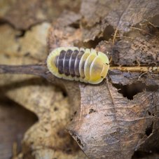Cubaris sp. Jupiter
