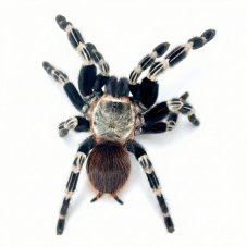 Vitalius chromatus