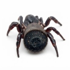Cyclocosmia latusicosta